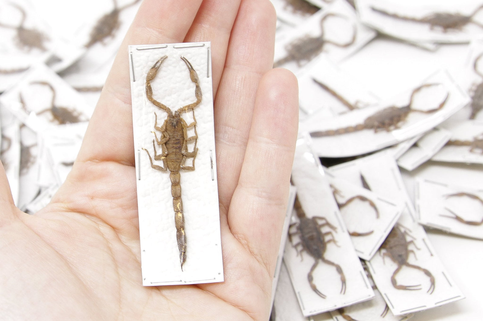 5 x Yellow Java Scorpions (Mesobuthus martensii) 50-70mm A1