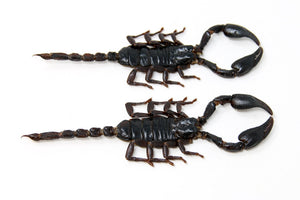 Thai Giant Forest Scorpion | Heterometrus spinifer | A1 Entomology Specimen