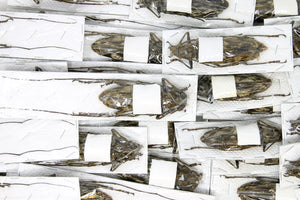 Neocerambyx gigas | Giant Velvet Longhorn Beetle | A1 Quality | Dry-Preserved CERAMBYCIDAE | Thailand