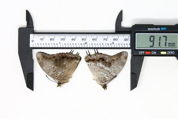 Two (2) Charaxes etheocles "Demon Charaxes" A1 Real Dry-Preserved Butt ...