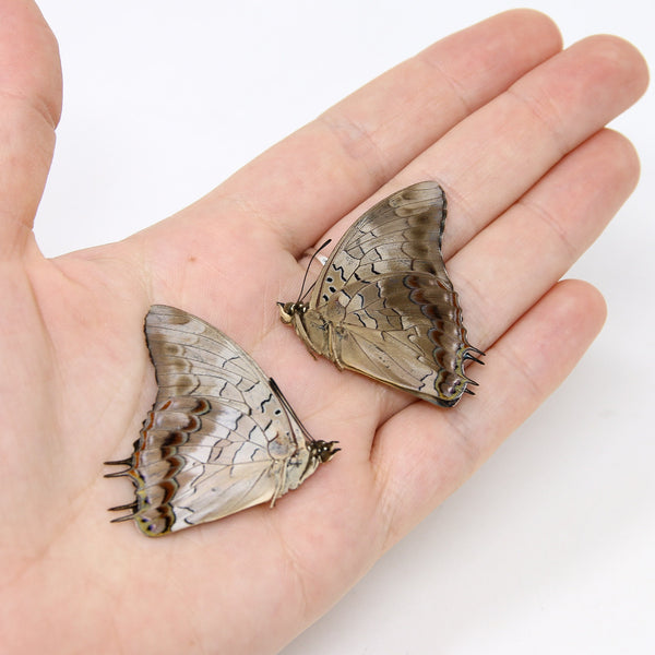 Two (2) Charaxes etheocles "Demon Charaxes" A1 Real Dry-Preserved Butt ...
