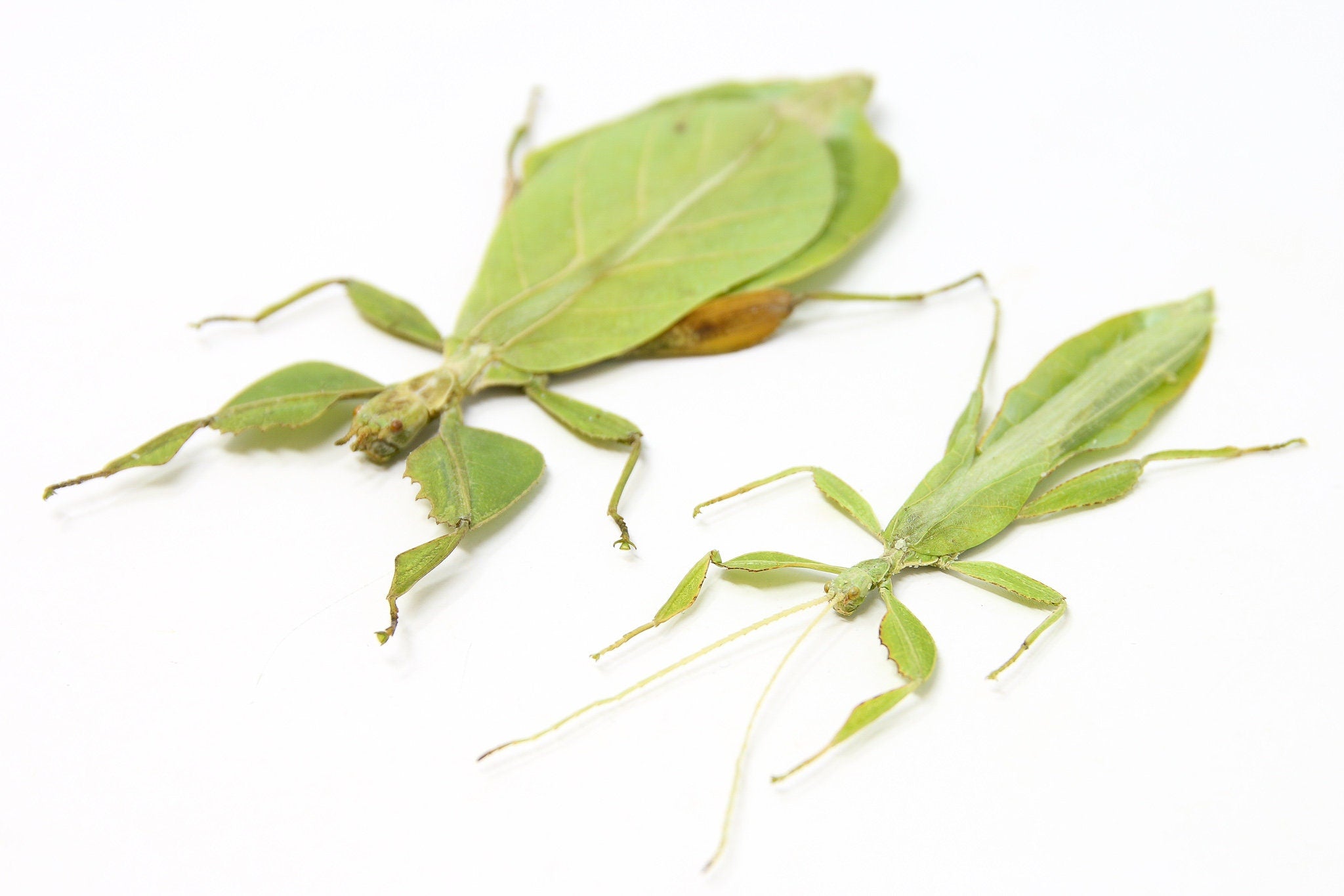 Leaf Insect Making Giant Leaf Insect Care