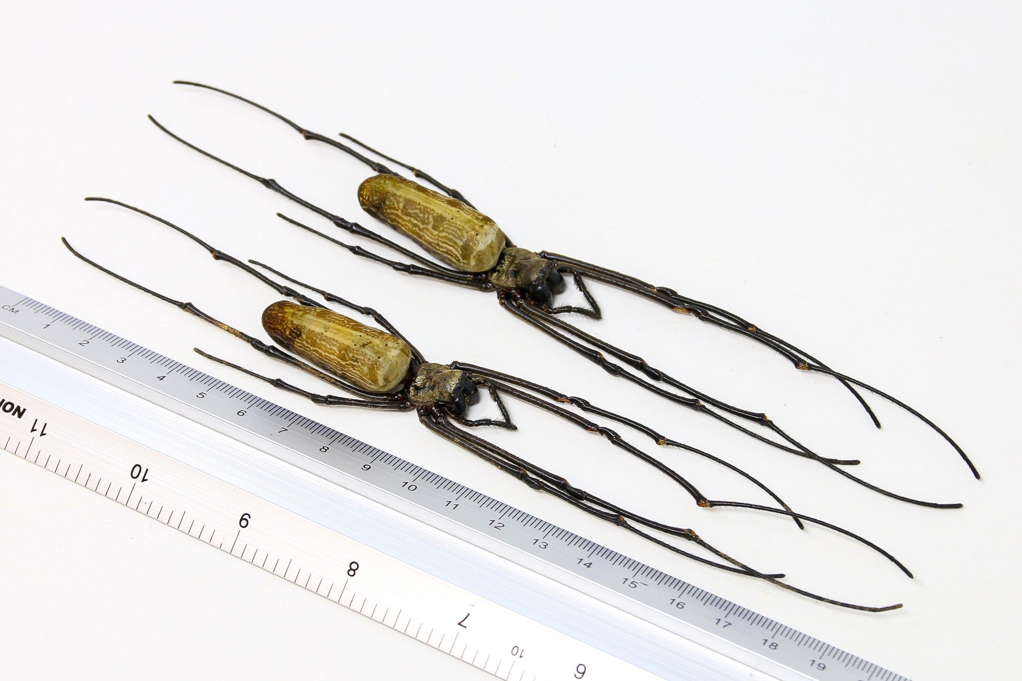TWO (2) x Golden Orb Weaver Spiders (Nephila pilipes) A1 Dry-preserved ...