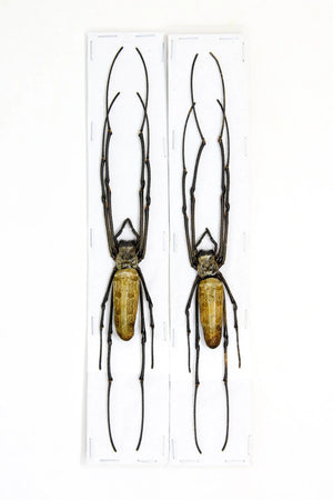 Nephila pilipes Giant Golden Silk Orb-Weaver Spider Specimen | A1 Quality | Dry-Preserved ARANEAE