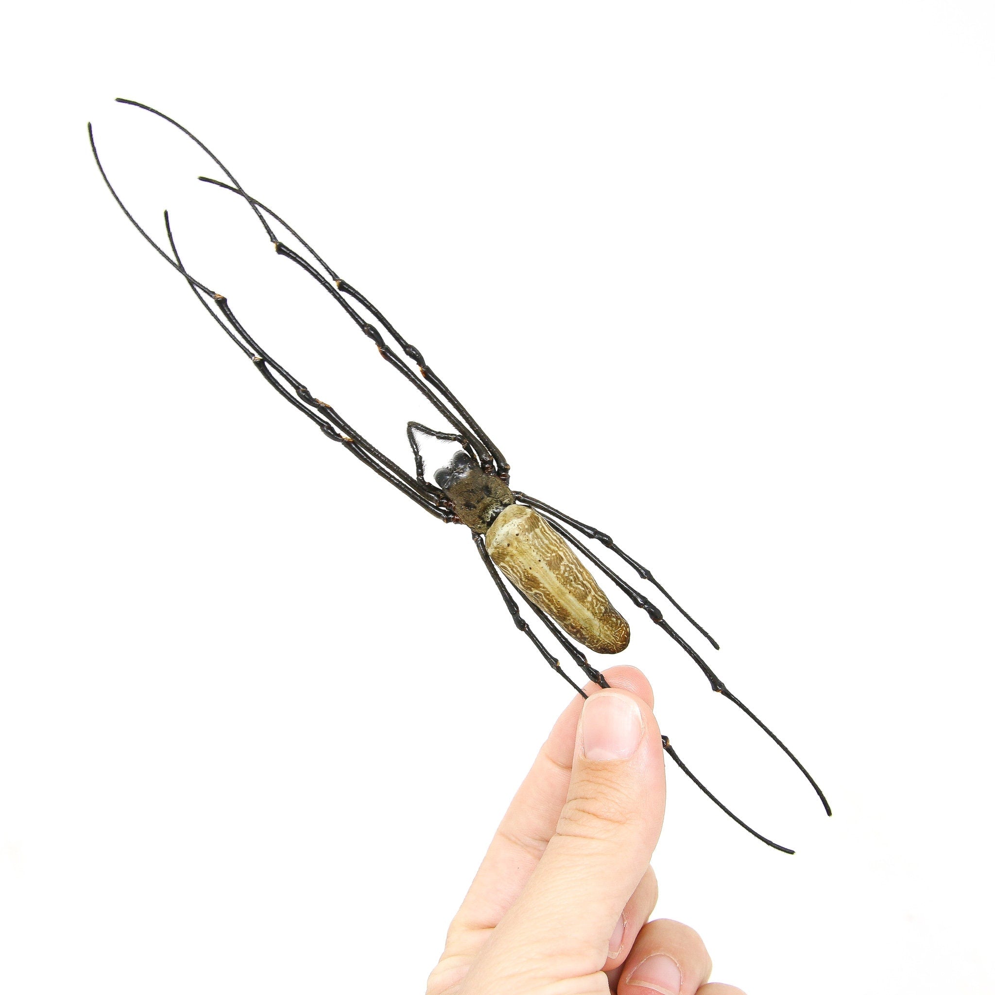 TWO (2) x Golden Orb Weaver Spiders (Nephila pilipes) A1 Dry-preserved ...