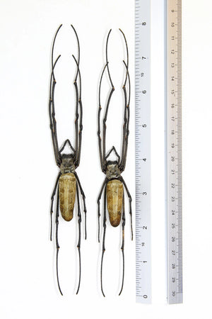 Nephila pilipes Giant Golden Silk Orb-Weaver Spider Specimen | A1 Quality | Dry-Preserved ARANEAE