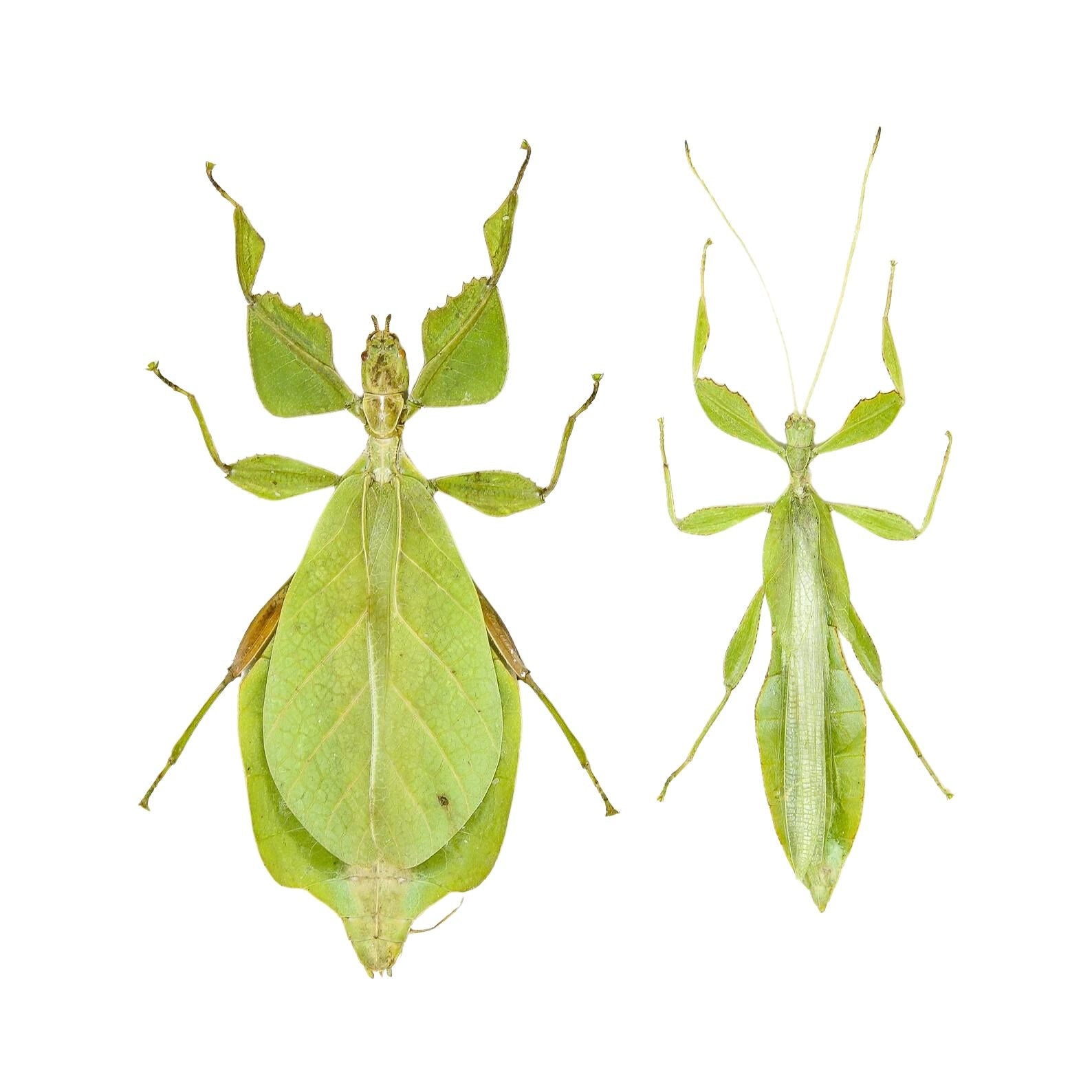 A Pair of Giant Leaf Insects (2) Phyllium celebicum, A1 Perfect Unmounted Insect Specimens for Collecting, Art, Entomology (2 PCS)