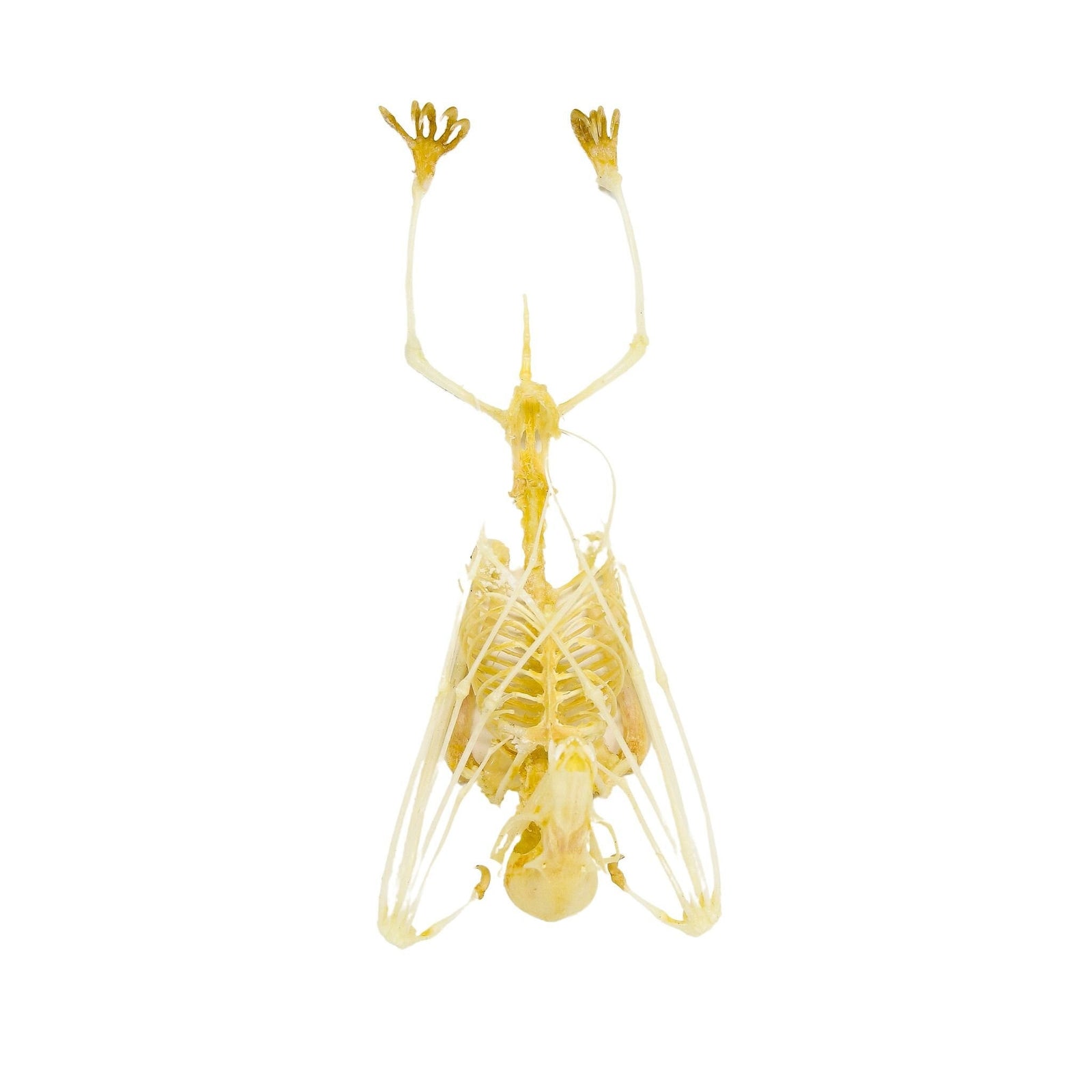 Cynopterus brachyotis Bat Skeleton | A1 Quality | Dry-Preserved Hanging SKELETON | Non-CITES
