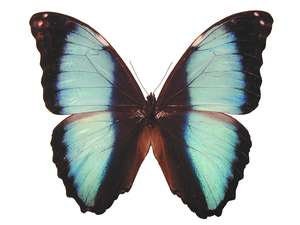 TWO (2) Morpho deidamia, A1 Dry-Preserved Unmounted Butterflies