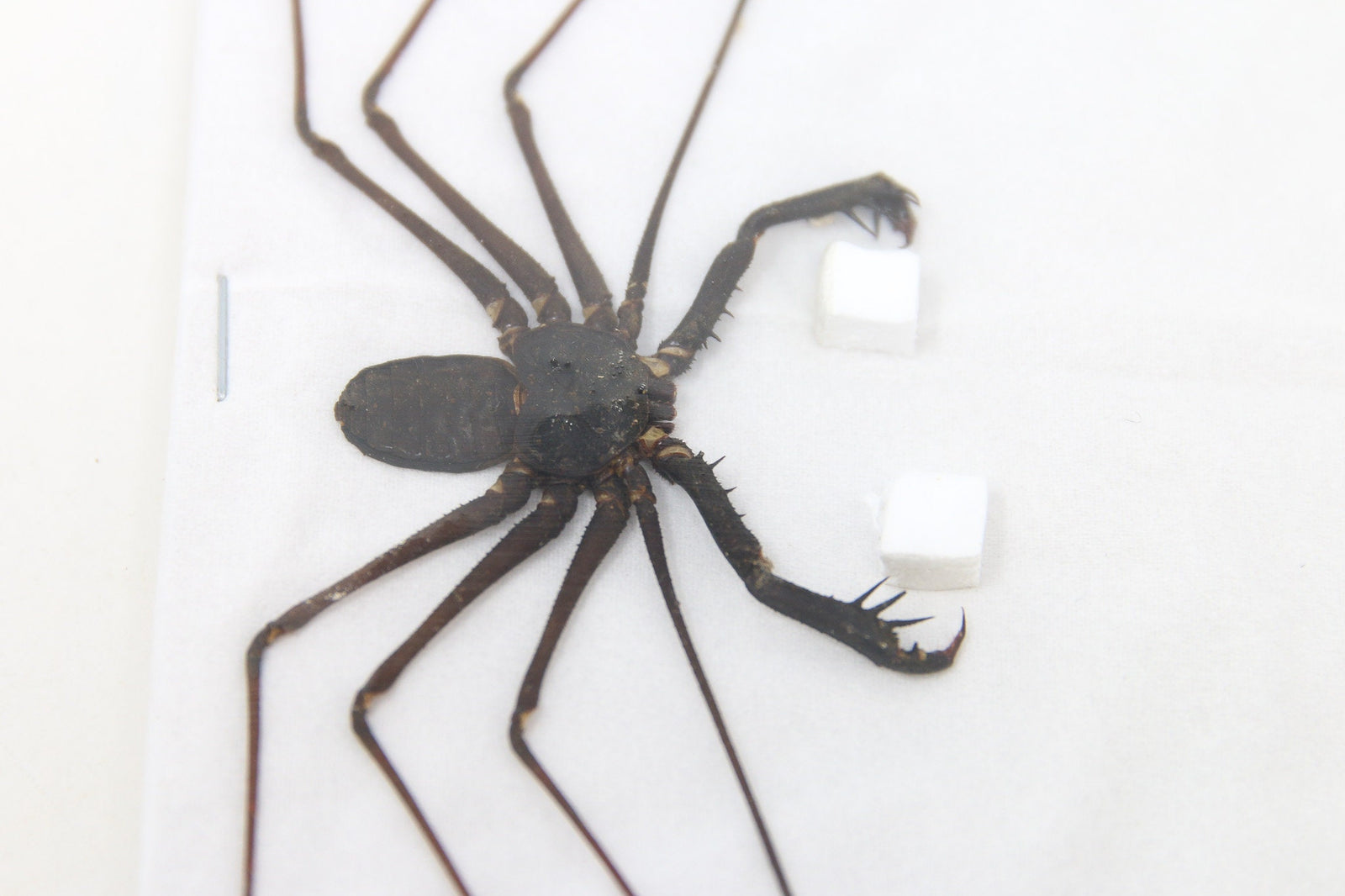 25 x Giant Tailess Whip Scorpions (Stygophrynus dammermani) A1 Unmounted Specimens (Wholesale)