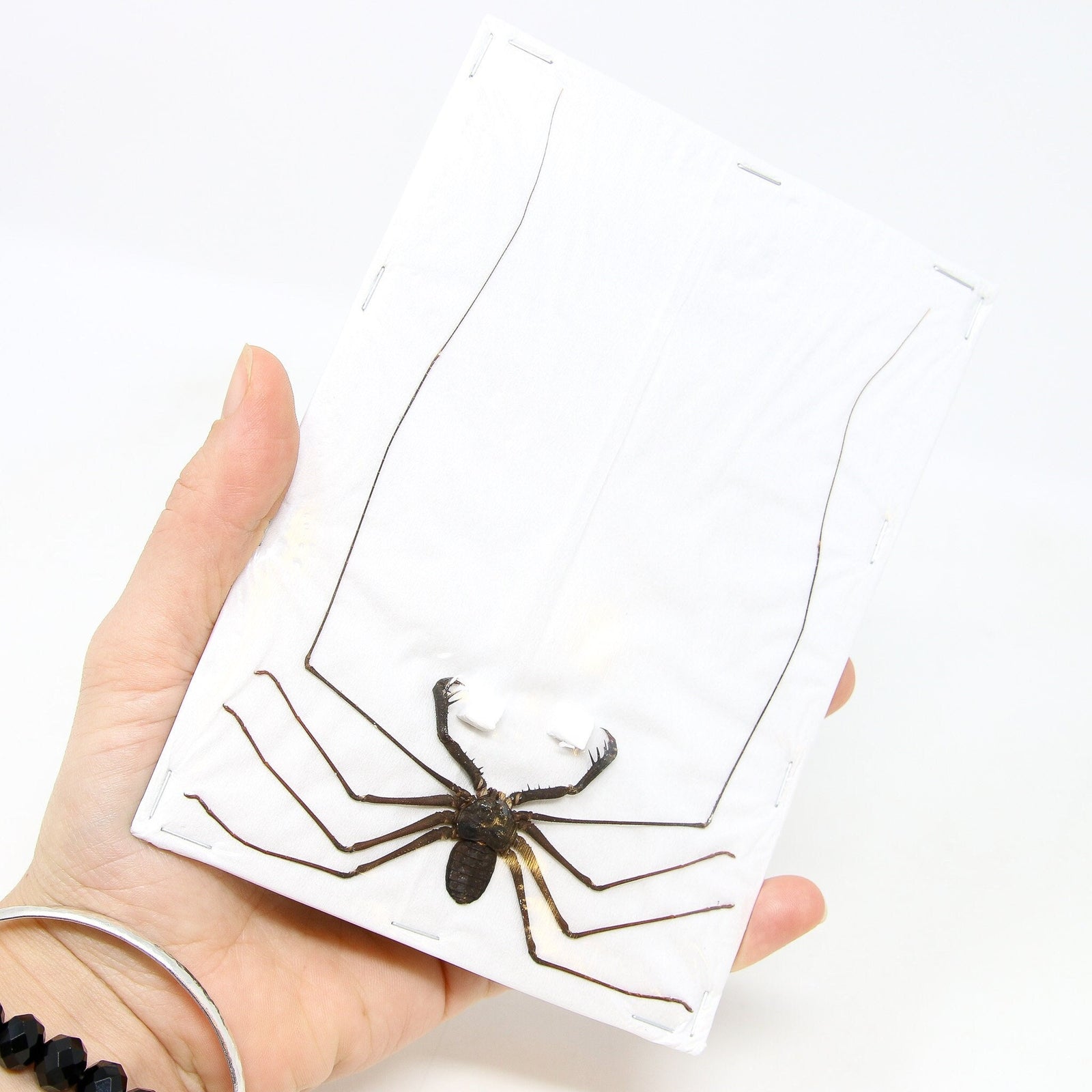 Lot of 10 Giant Tailess Whip Scorpions (Stygophrynus dammermani) A1 Unmounted Entomology Taxidermy Specimens