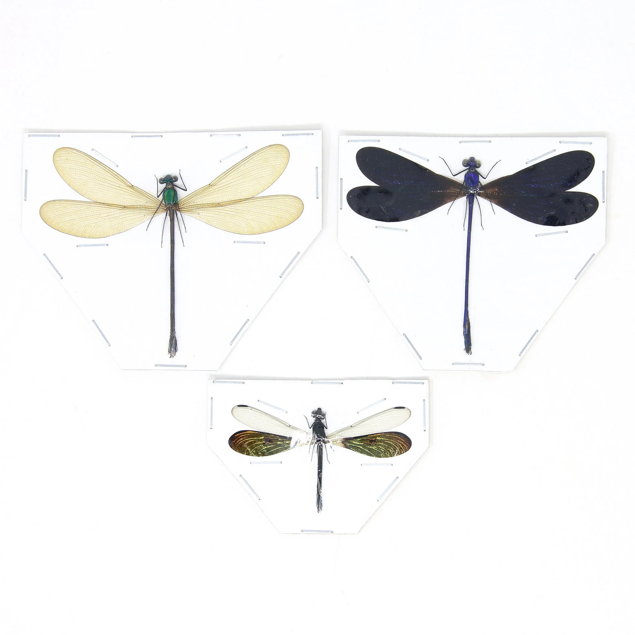 Spread Dragonfly & Damselfly Specimens | Real Odonata for Framing Spread Dragonfly & Damselfly Specimens | Real Odonata for Framing