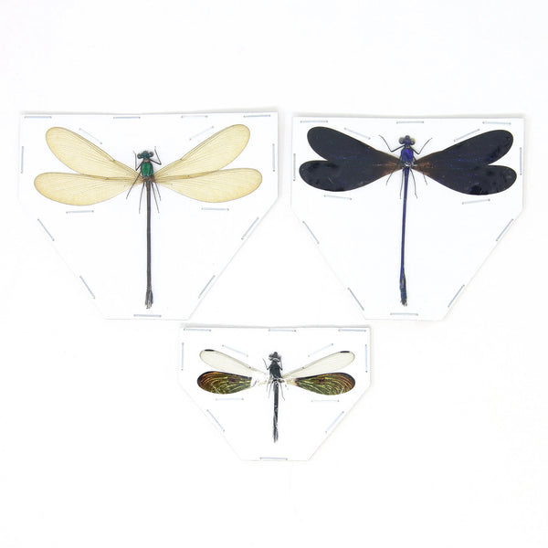 Spread Dragonfly & Damselfly Specimens | Real Odonata for Framing