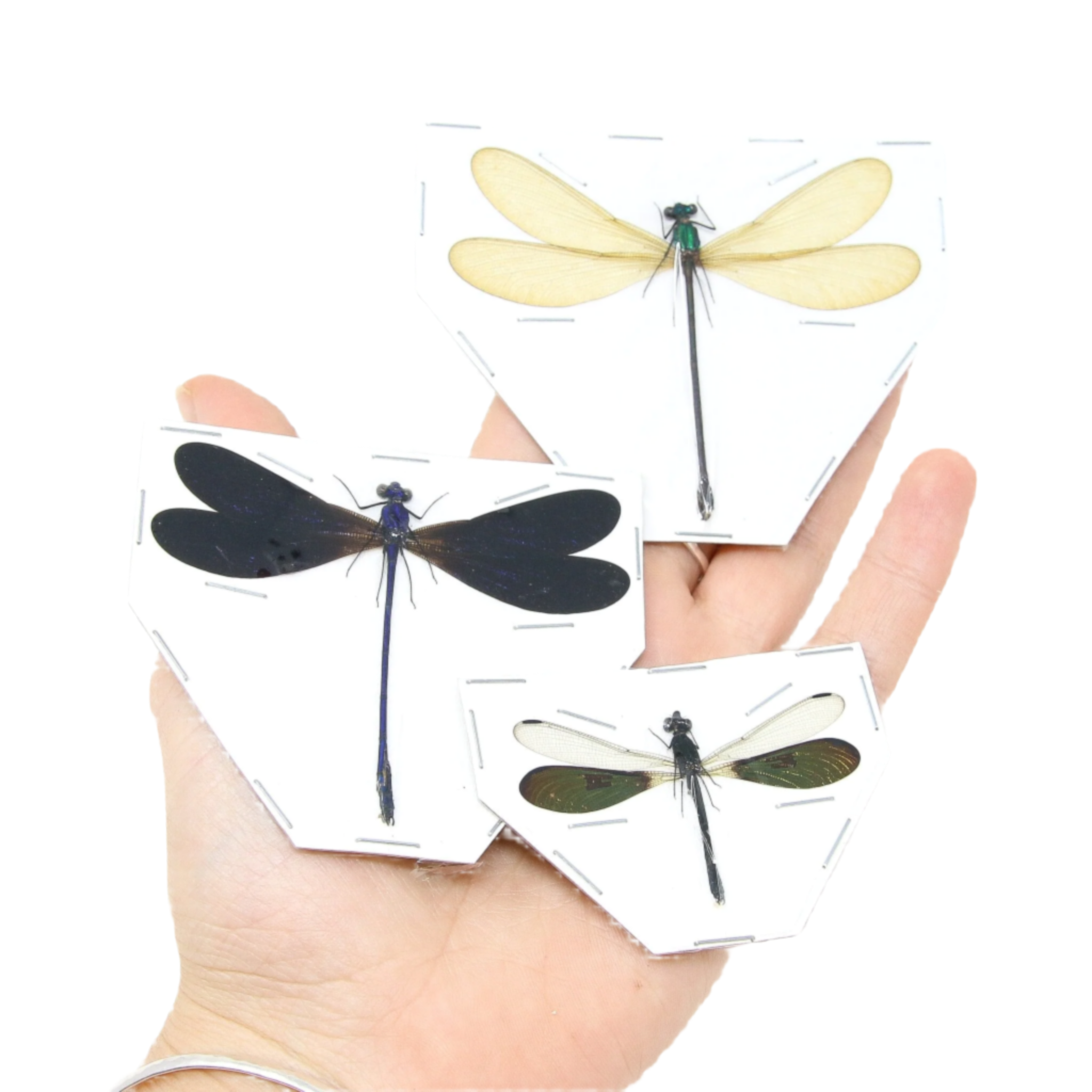 広げたトンボ・イトトンボ標本 | 額装用本物のトンボ目標本 - BugsDirect 広げたトンボ・イトトンボ標本 | 額装用本物のトンボ目標本 - BugsDirect