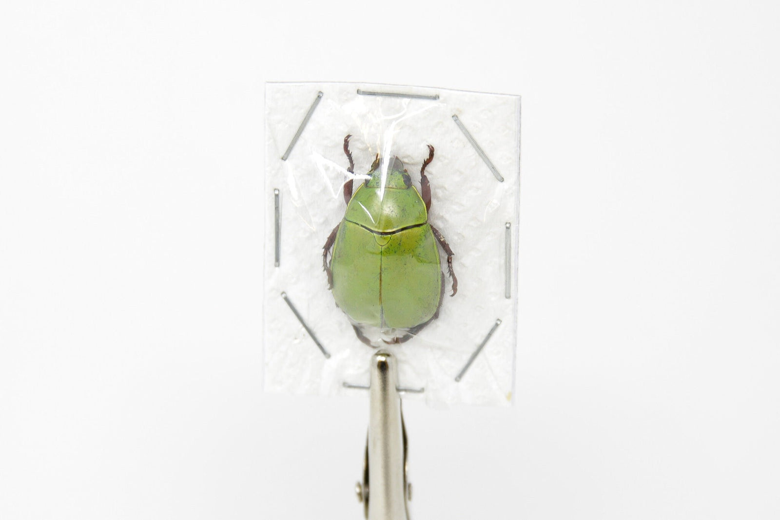 TWO (2) Apple Green Scarab Beetles | Anomala dimidiata | Ethical Insect Specimens for Collecting, Art, Entomology, Taxidermy, Photography