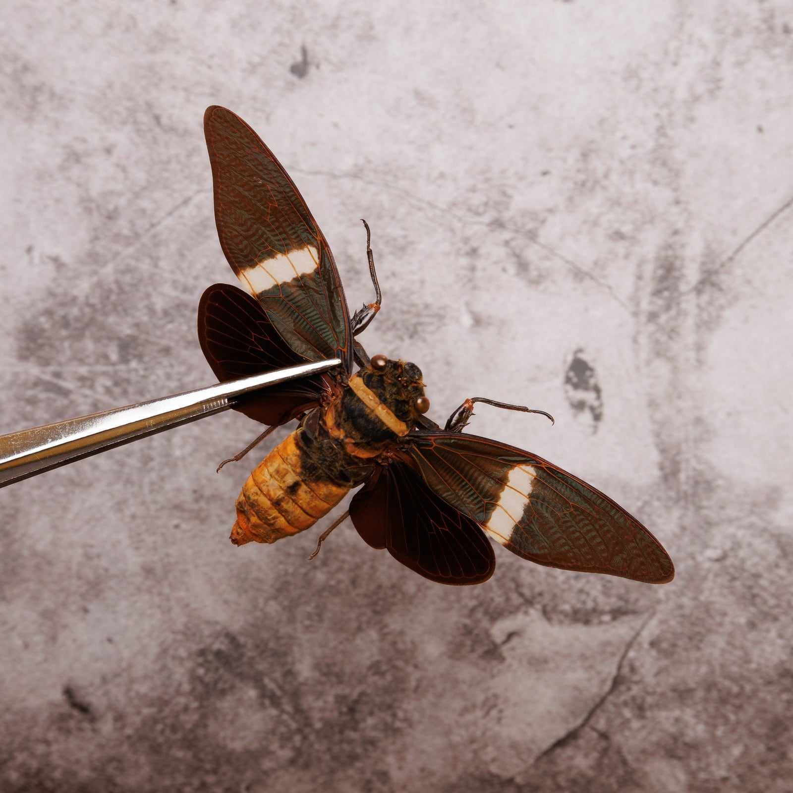 Lot of 5 SPREAD Tosena fasciata, Cicadas 4.5" Wingspan A1