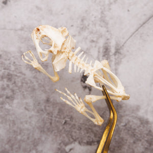 Duttaphrynus melanostictus Toad Skeleton | A1 Quality | Dry-Preserved Sitting SKELETON