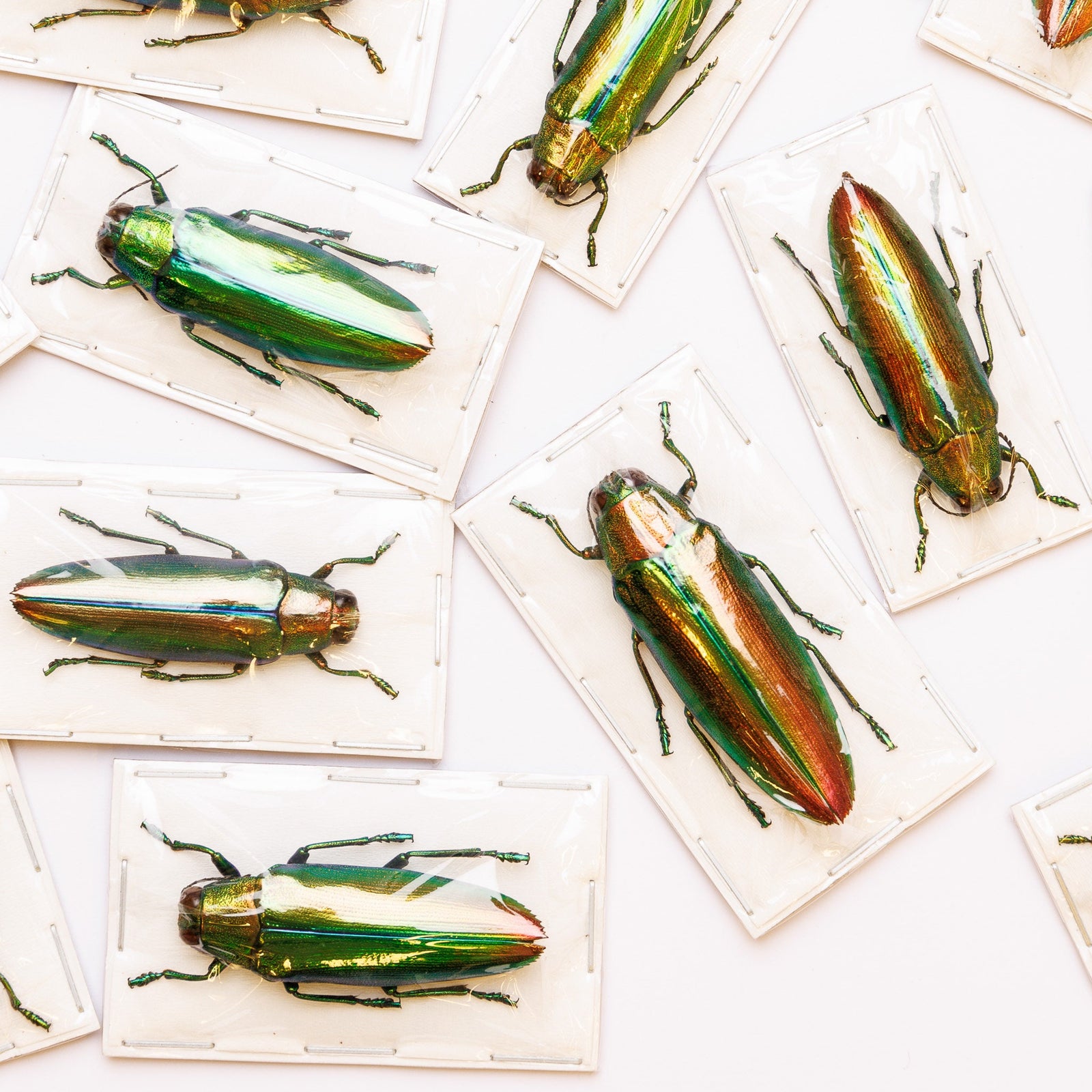 Lot of 5 Aurora Jewel Beetles (Chrysochroa aurora) A1 Entomology Specimens