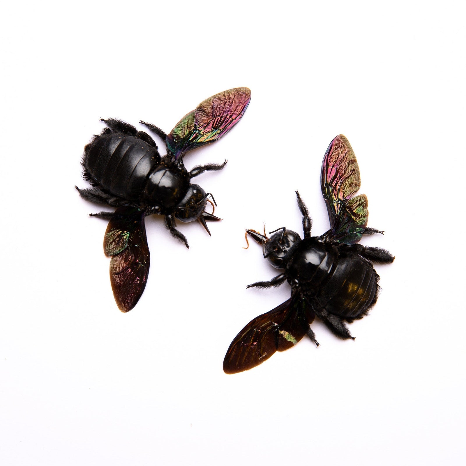 TWO (2) Giant Black Carpenter Bees (Xylocopa latipes) A1 Spread Specimens