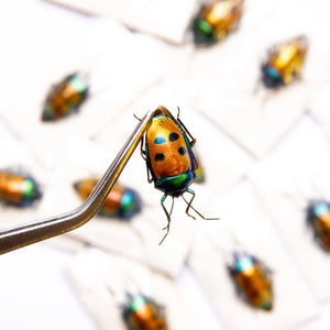 Calliphara caesar Jewel Bug Specimen | A1 Quality | Dry-Preserved HETEROPTERA