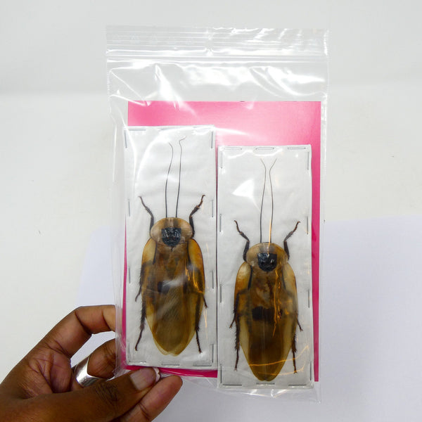 Giant Cave Cockroach Specimens A1 | Blaberus giganteus Pair | BugsDirect