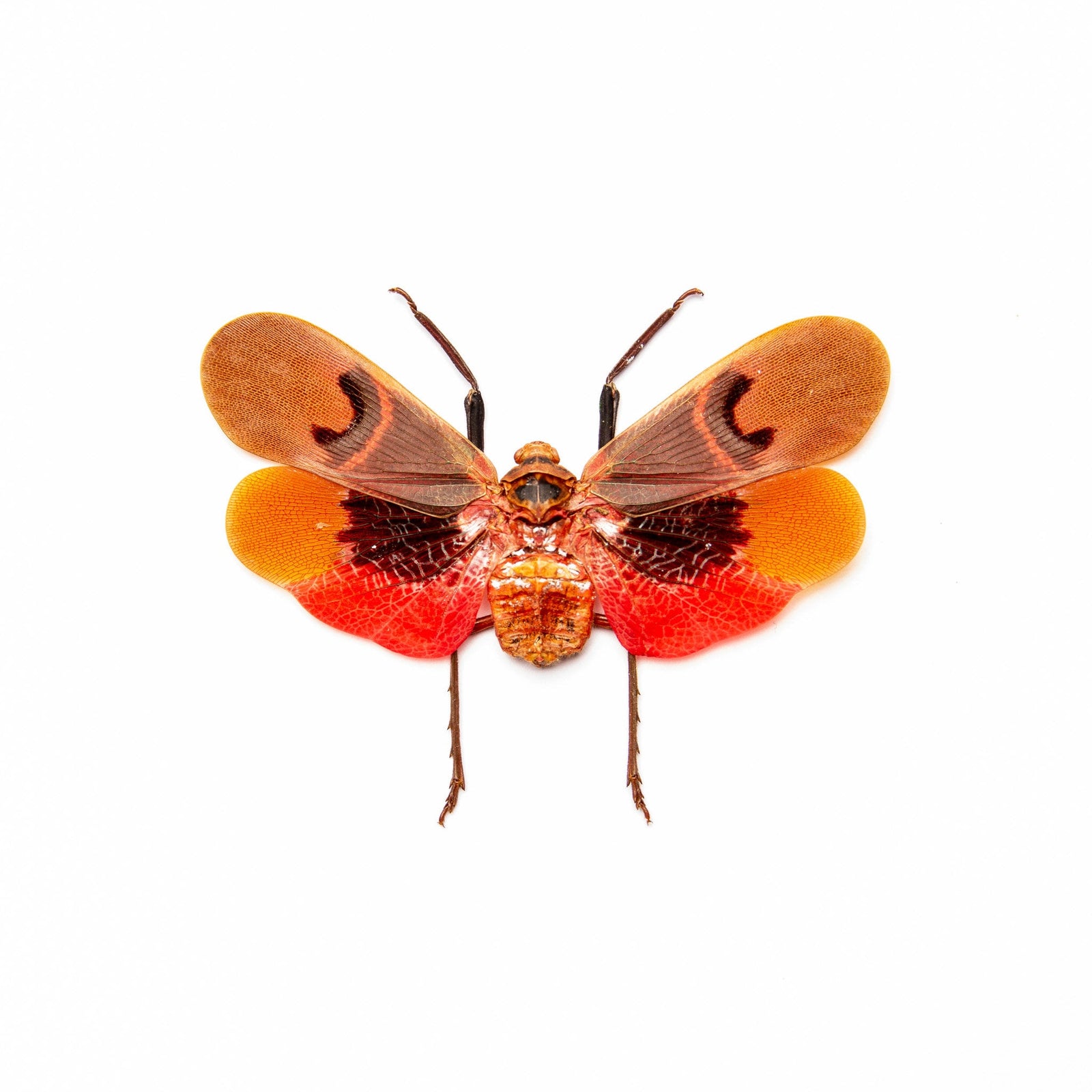 Scamandra collaris Planthopper Specimen | A1 Quality | Dry-Preserved Spread | FULGORIDAE