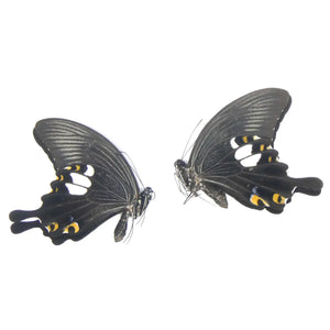 Papilio Swallowtail Starter Collection – 10 A1 Unmounted Specimens | 5 Species