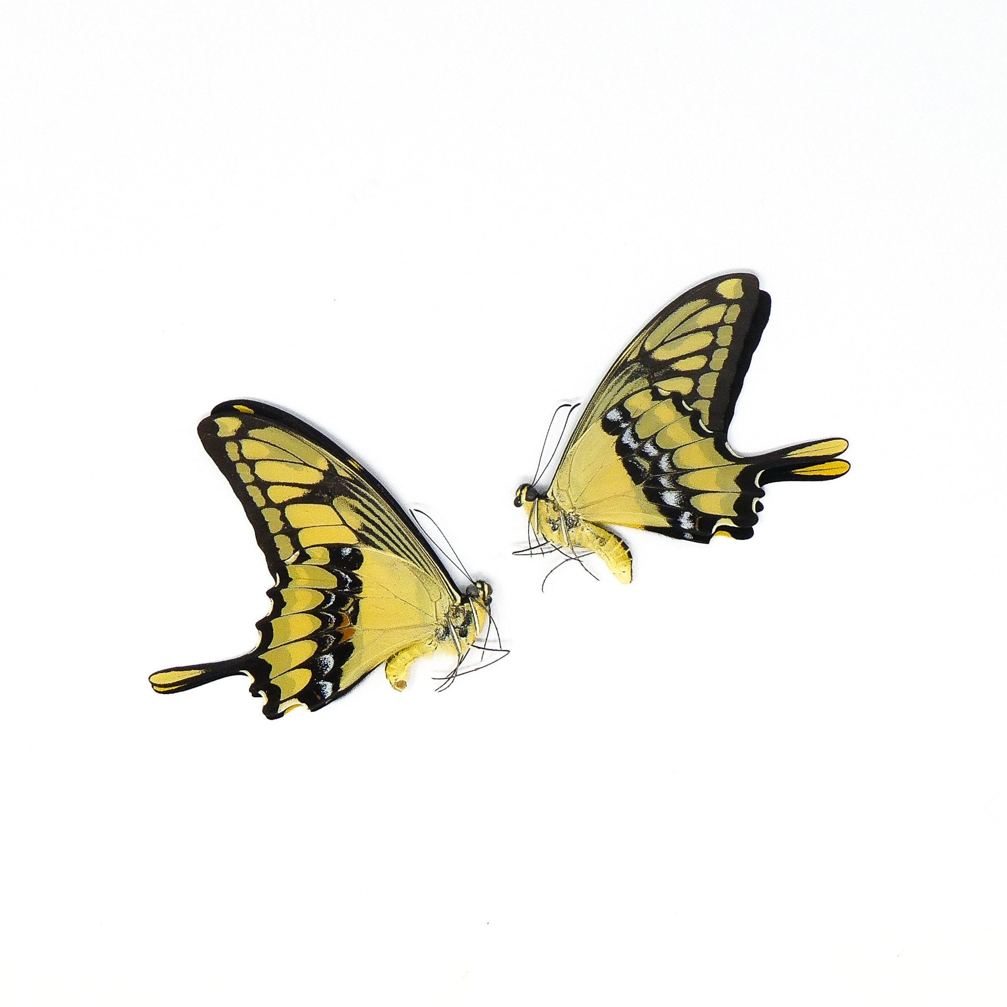 PACK OF 10 Papilio thoas cihnyras | A1 Real Dry-Preserved Butterflies ...