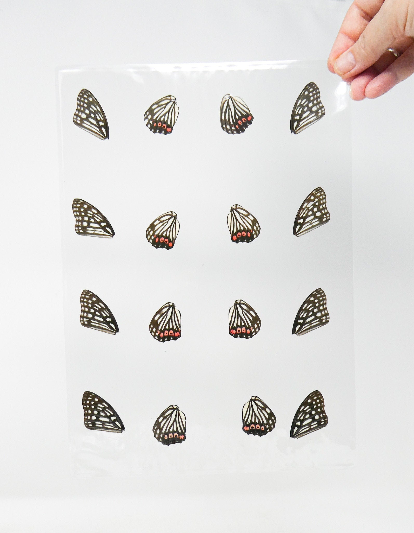 Laminated Butterfly Wings for Art and Craft Projects, Ethically Sourced Real Specimens