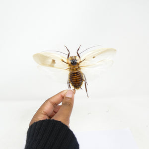 TWO (2) SPREAD Giant Cave Cockroaches (Blaberus giganteus) A1 Specimens 120mm wingspan