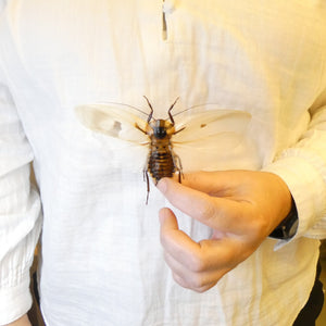 TWO (2) SPREAD Giant Cave Cockroaches (Blaberus giganteus) A1 Specimens 120mm wingspan