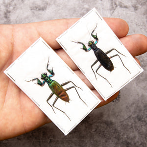 Metallyticus splendidus Mantis Specimen | A1 Quality | Dry-Preserved | MANTODEA