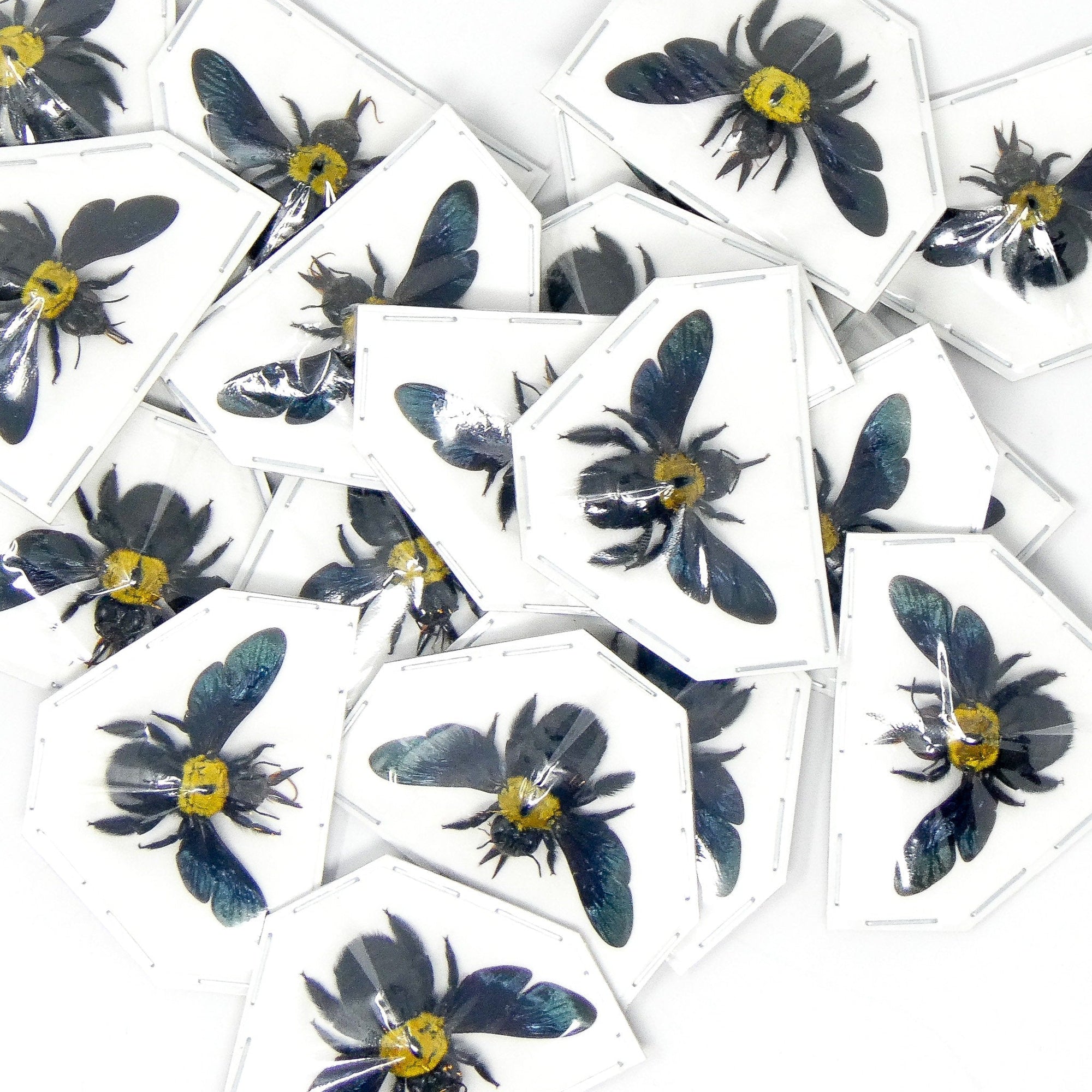 Pack of 25 Yellow Carpenter Bees (Xylocopa aestuans) | A1 Spread Specimens