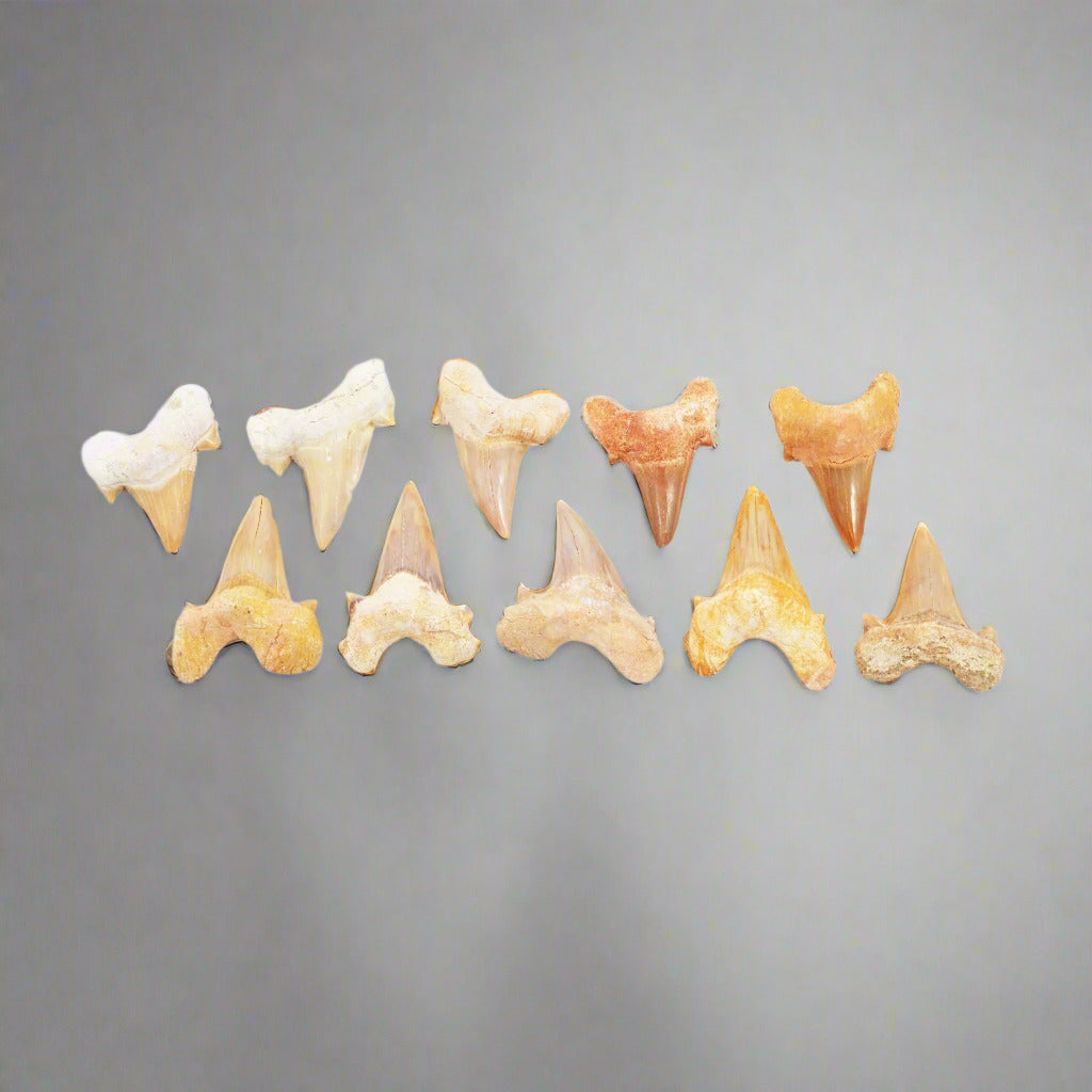 FIVE (5) Large Fossil Otodus Tooth | 40-50mm | 70 Million Years