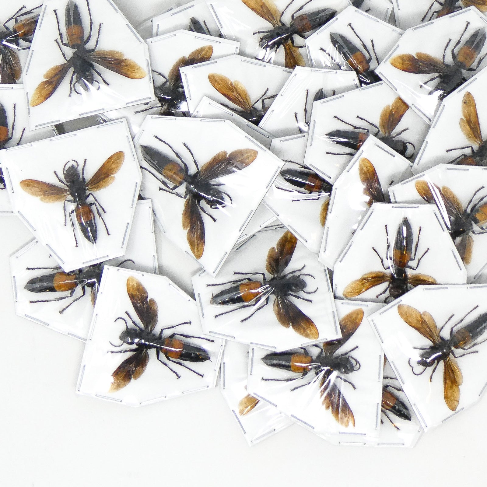 Lot of 10 Vespa Hornets (Vespa affinis rufonigrans) A1 Spread Specimens