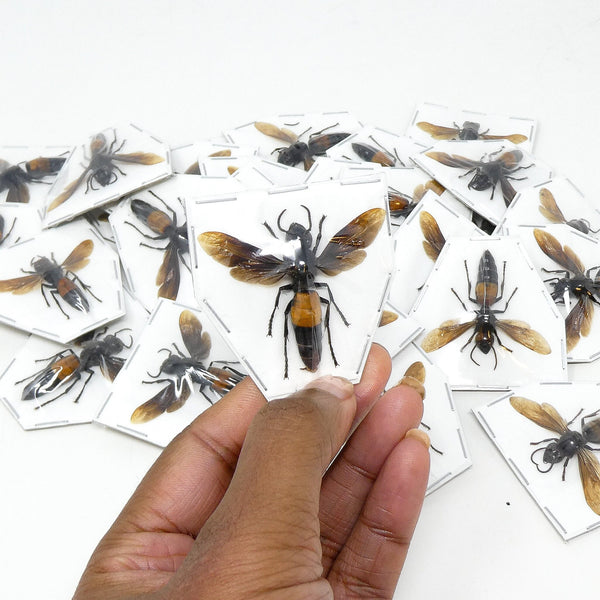 TWO (2) Vespa Hornets (Vespa affinis rufonigrans) A1 Spread