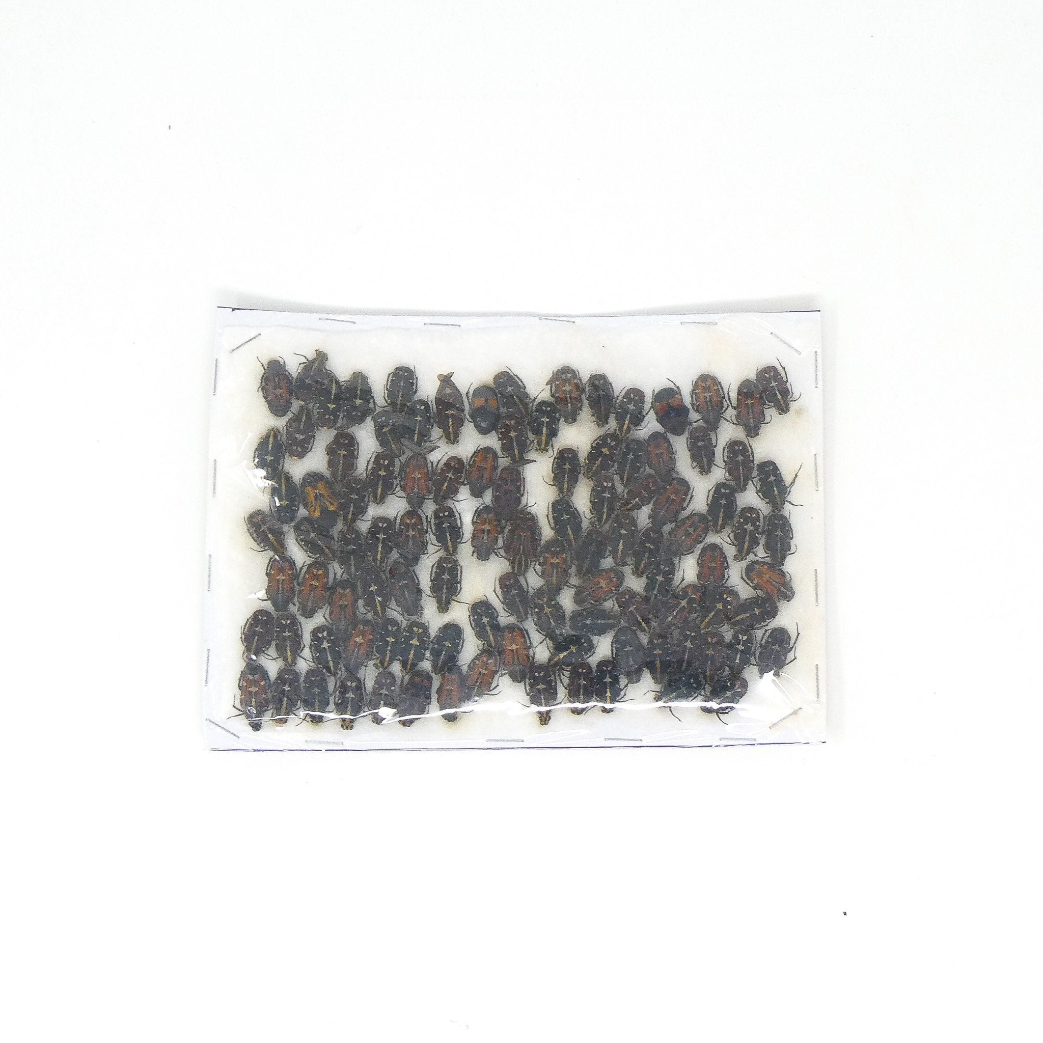Lot of Small Beetles, Insects & Assorted Specimens - As seen in photo ...