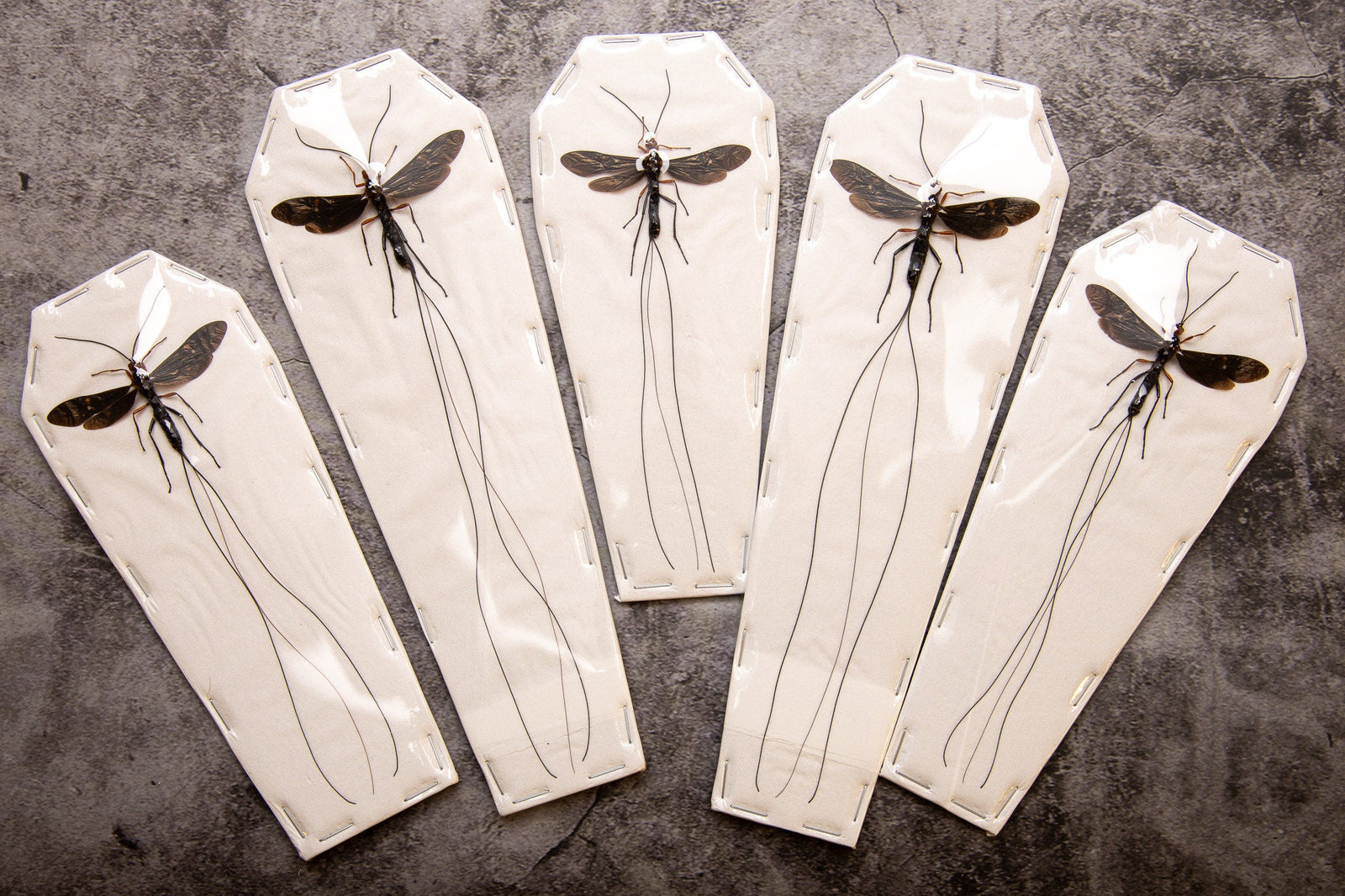 Ichneumon Wasp Large F (Meganura ingens) A1 Entomology RARE PARASITIC WASP