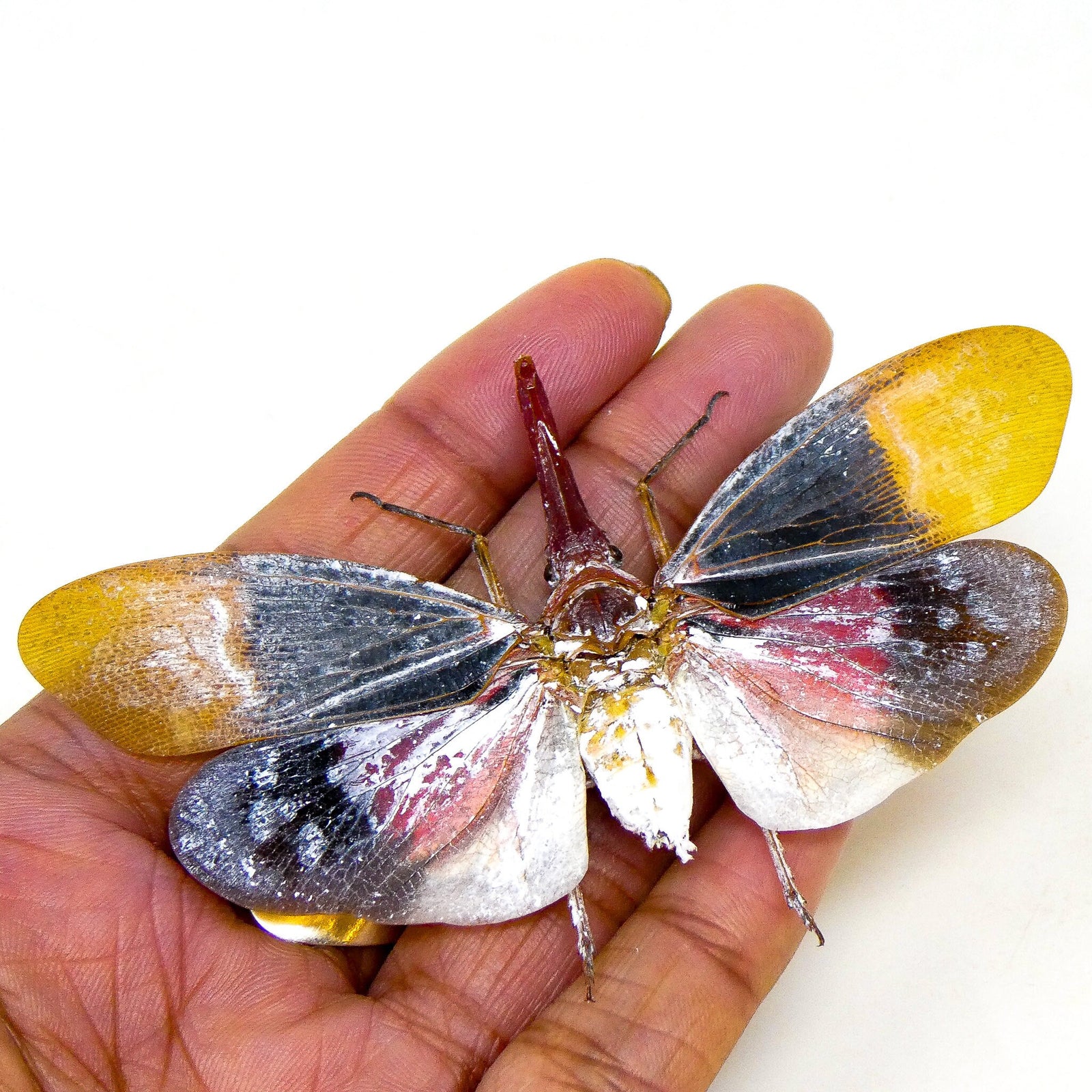 Two (2) Waxy Lantern Bugs (Pyrops sultanus) A1 Spread Specimens