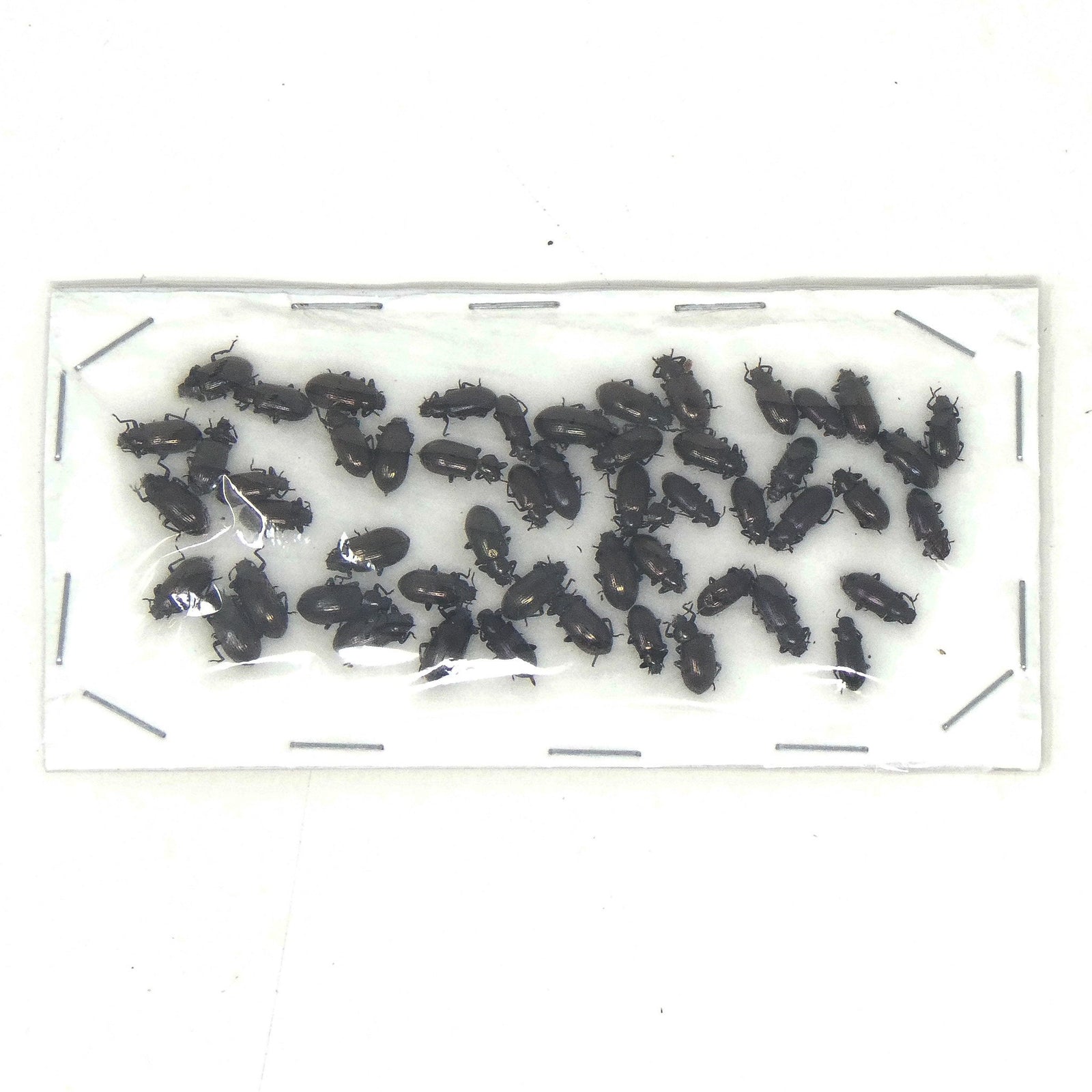 Lot of Small Beetles, Insects Assorted Specimens - As seen in photo (C21)