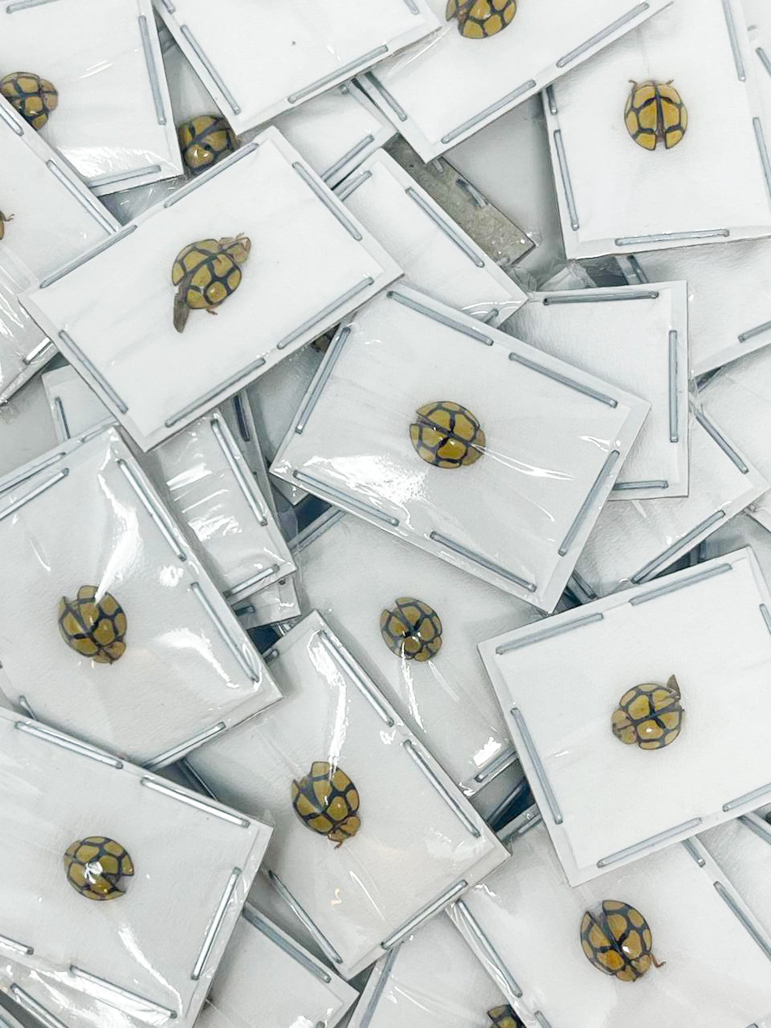 FIVE (5) Netty Ladybird (Heteroneda billardieri) Small Ladybugs from Indonesia, A1 Real Entomology Specimens