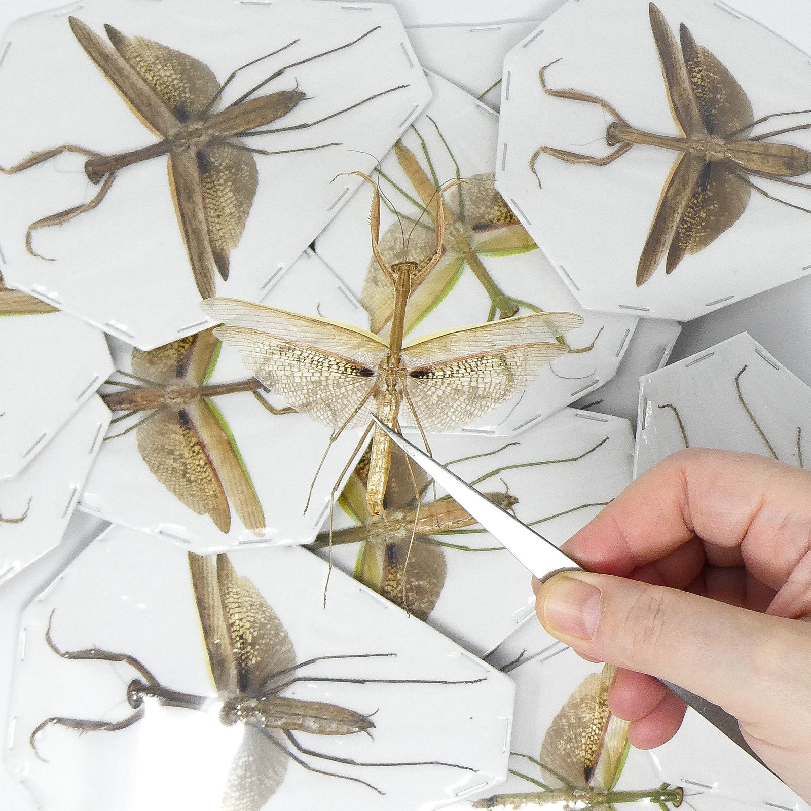 Lot of 10 Tenodera aridifolia | Asian Praying Mantis | Dry-preserved Insect Specimens
