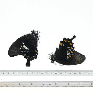 Papilio Swallowtail Starter Collection – 10 A1 Unmounted Specimens | 5 Species