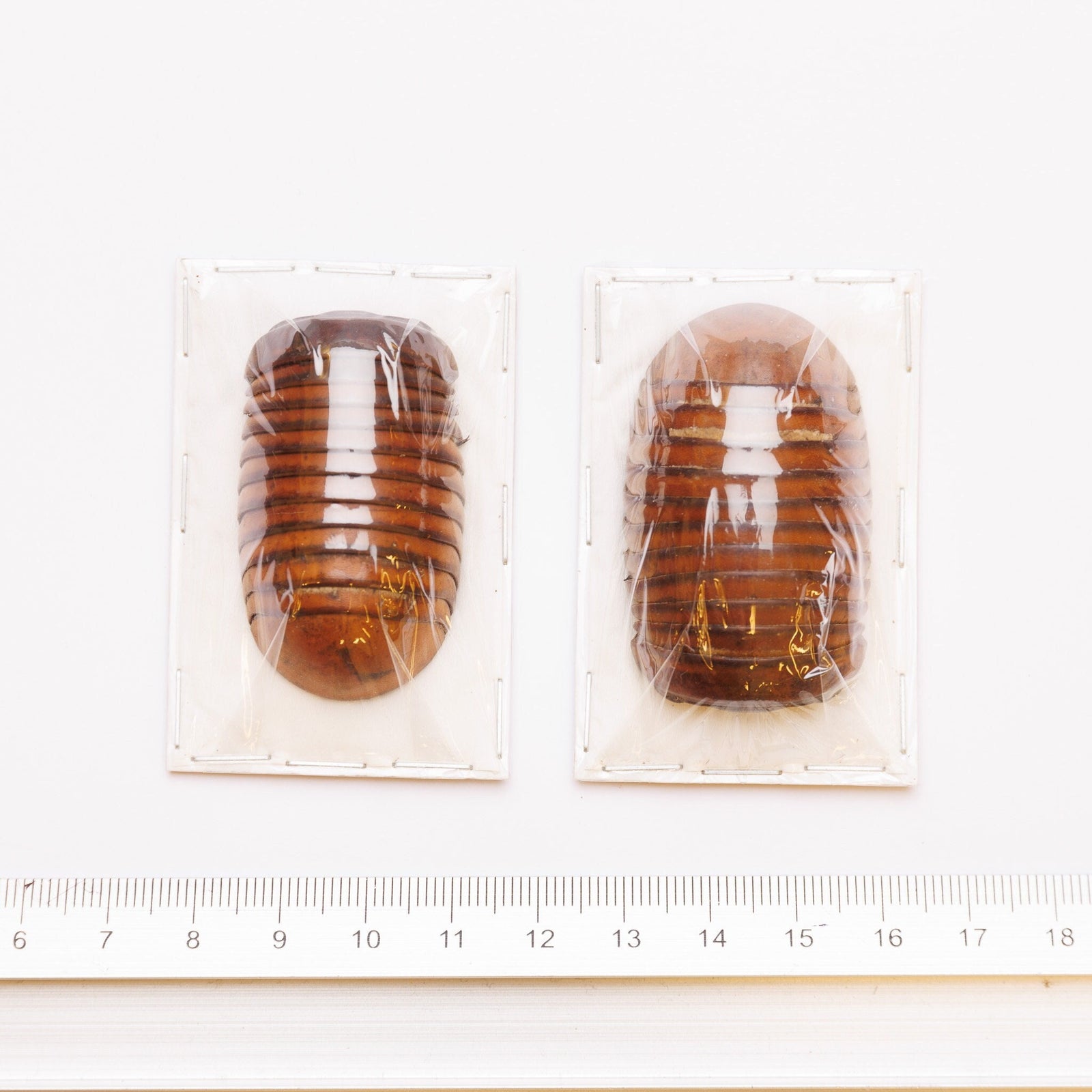 Pack of 10 Giant Pill Bugs 1.75Inch (Sphaeropoeus lugubris) A1 Real Entomology Specimens