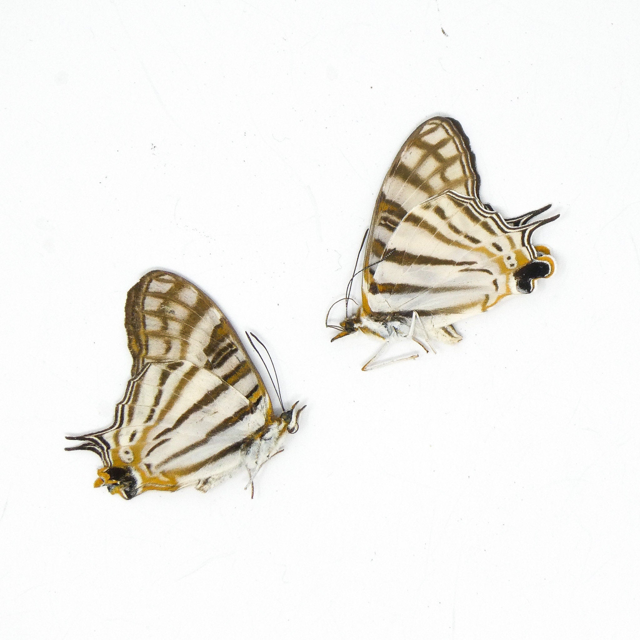 TWO (2) African Map Butterflies (Cyrestis camillus) A1 Dry Preserved B ...