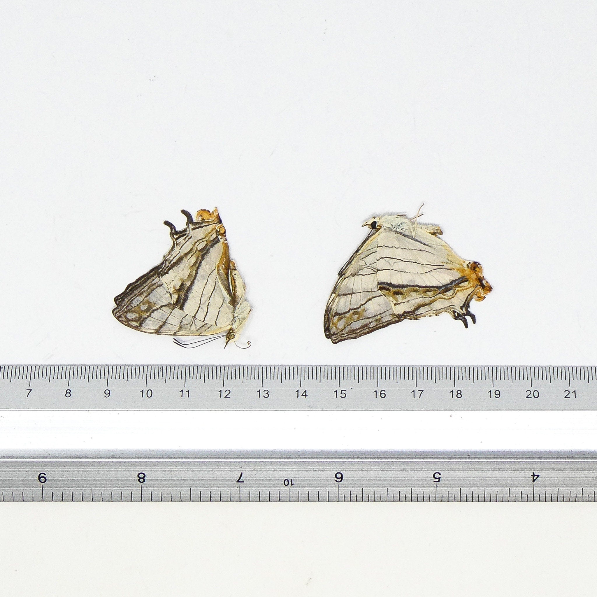 TWO (2) Common Map Butterflies (Cyrestis thyodamas) A1 Dry Preserved B ...