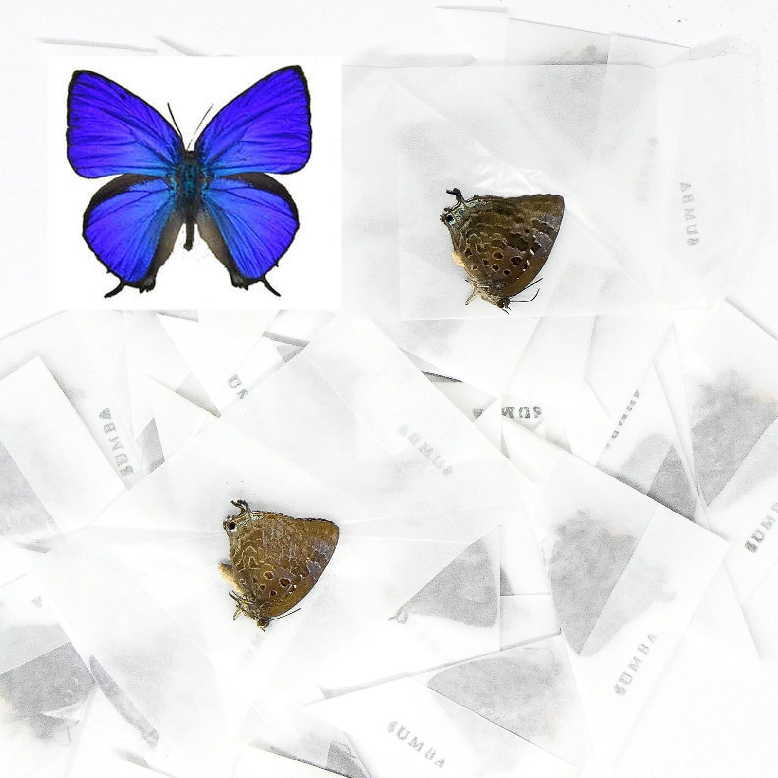 TEN (10) Sumba Lustrous Blue (Arhopala araxes onetor) A1/A1- Dry Preserved Butterfly Specimens