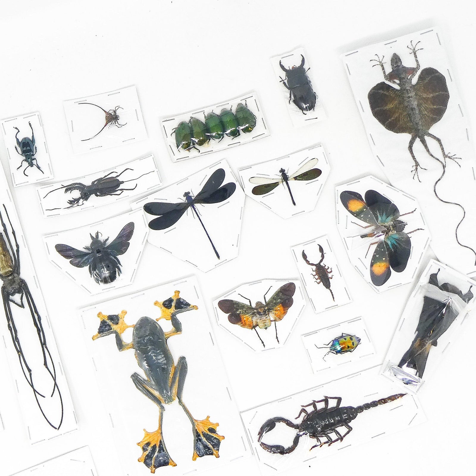 LOT OF 12 Various Assorted Dry-Preserved Natural Specimens for Collecting, Photography, Study, Artistic Creation