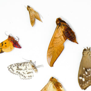10 falene reali essiccate e falene di seta – Lepidotteri tropicali A1