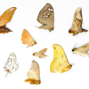 10 falene reali essiccate e falene di seta – Lepidotteri tropicali A1